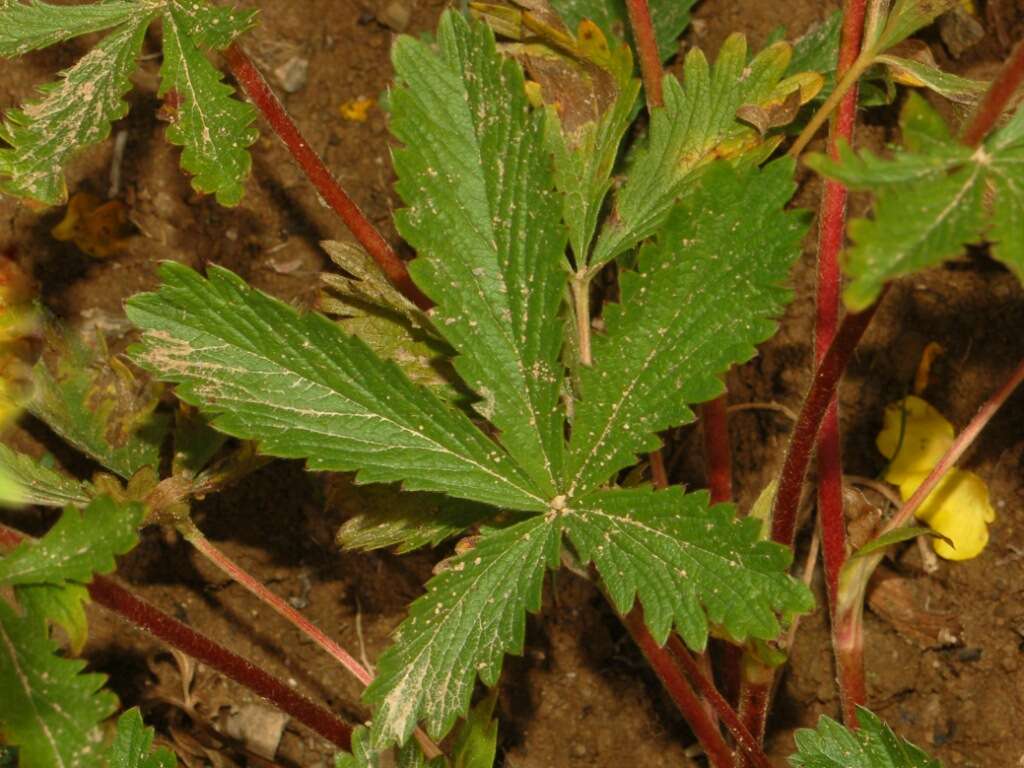 Image of Potentilla delphinensis Gren. & Godron