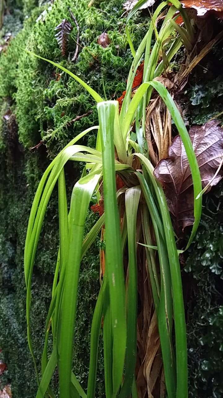 Imagem de Luzula sylvatica (Hudson) Gaudin