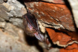 Image of Brown long-eared bat