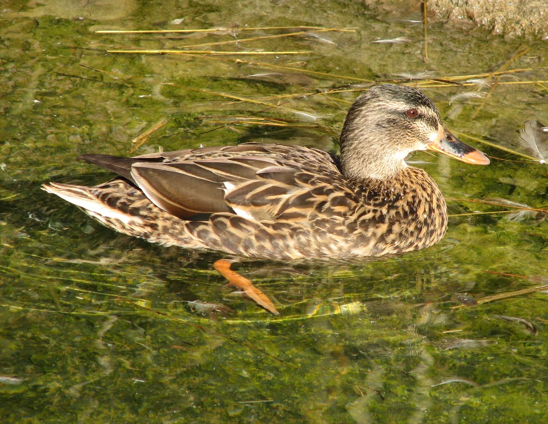 Image of Common Mallard