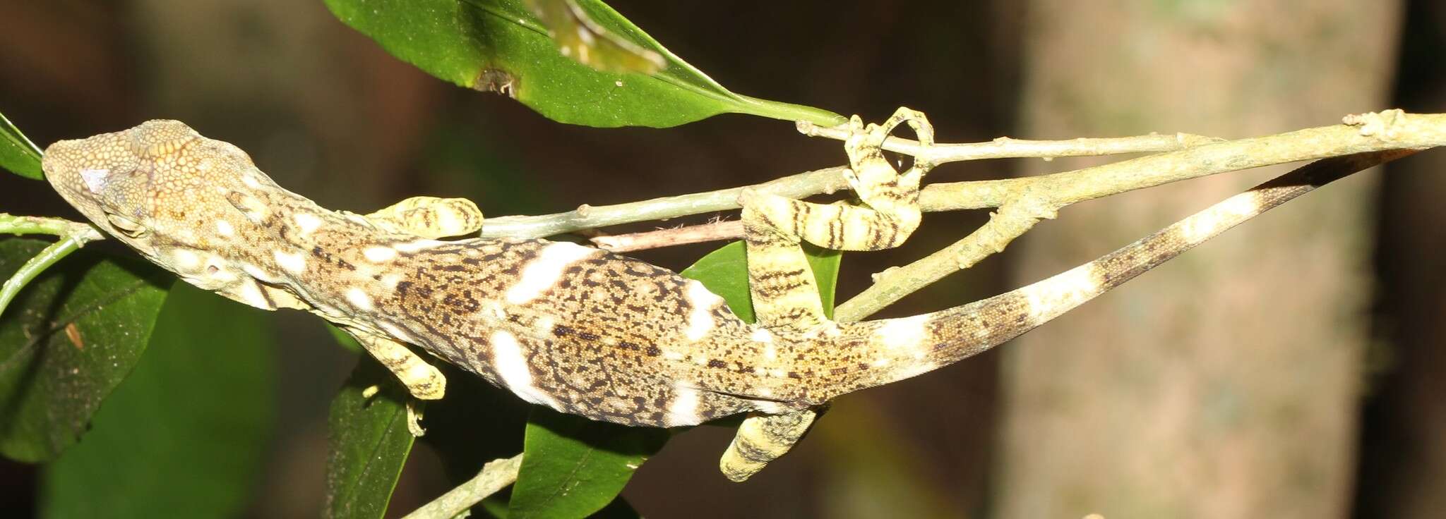 Image of Decorated Anole