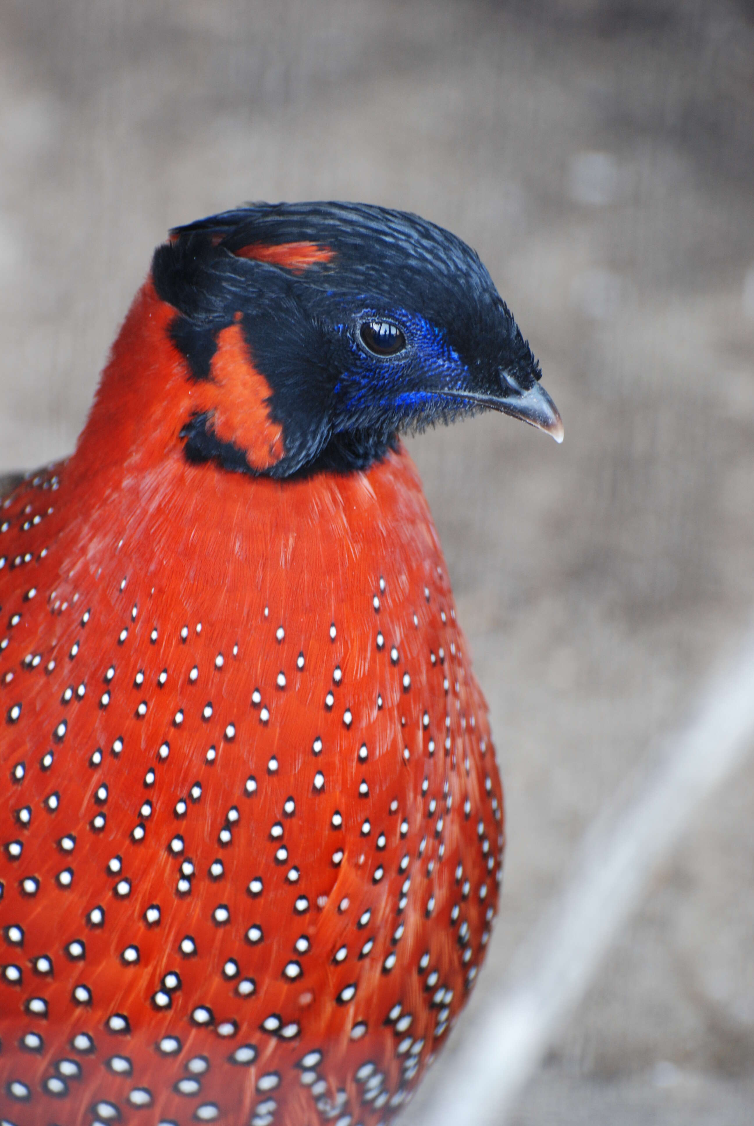 Imagem de Tragopan Cuvier 1829