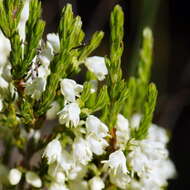 Image of Erica leucanthera L. fil.