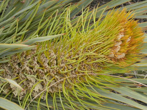 Image of Aciphylla colensoi Hook. fil.