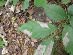 Image of Elm leafminer