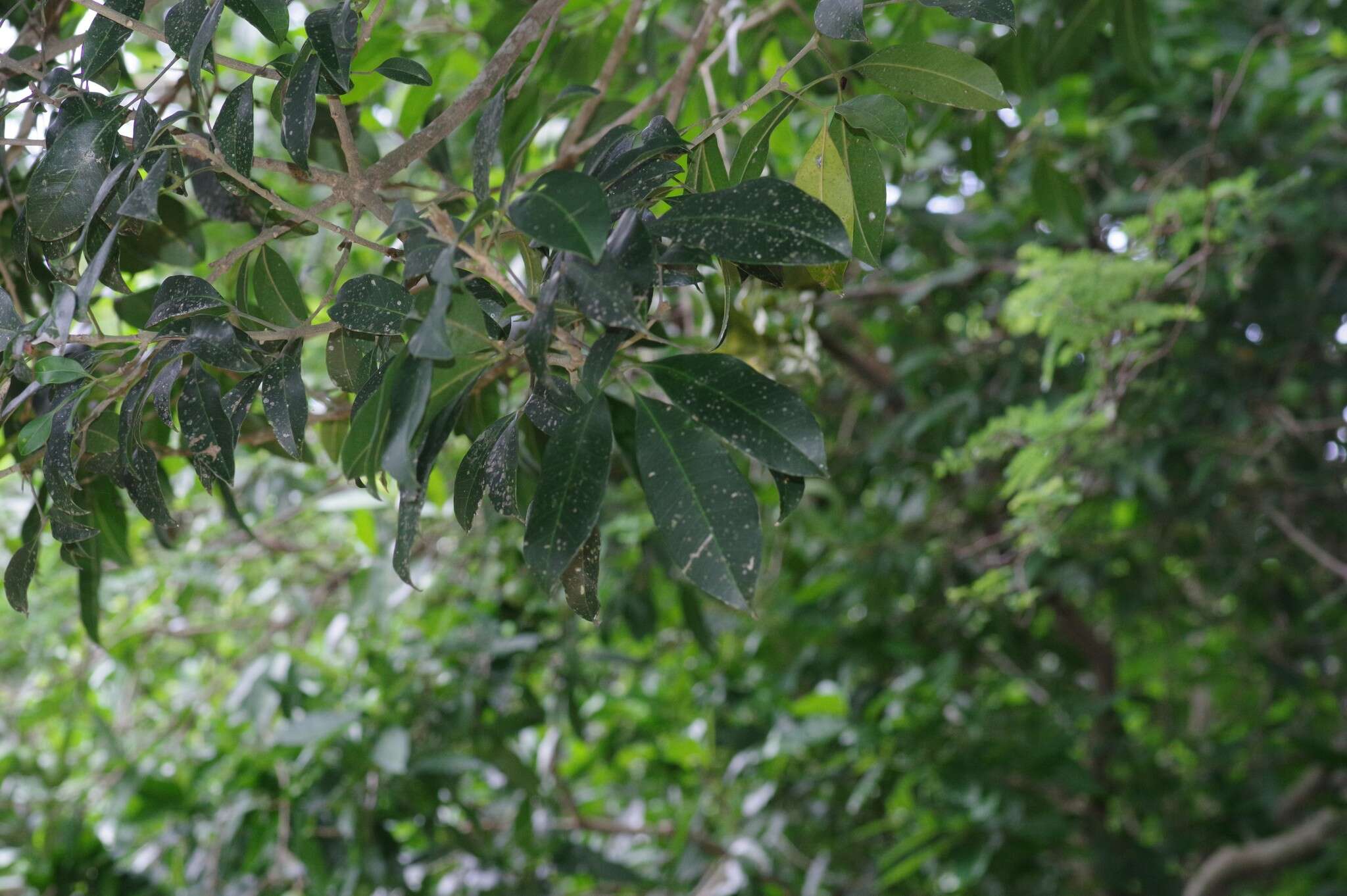 Image of Twin-berry tree