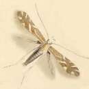 Phyllonorycter staintoniella (Nicelli 1853)的圖片