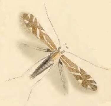 Plancia ëd Phyllonorycter staintoniella (Nicelli 1853)