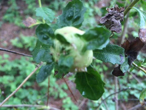 Image of Coyote Brush Bud Gall Midge