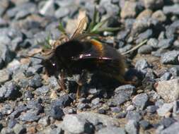 Image of Buff-tailed bumblebee