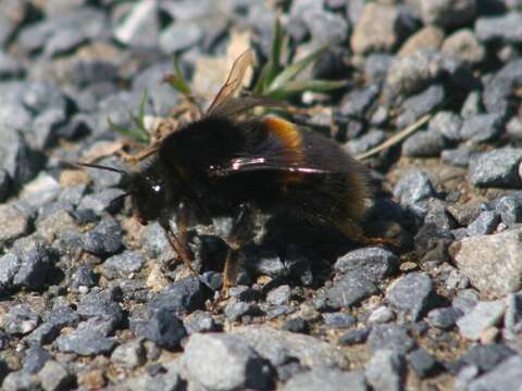 Imagem de Bombus terrestris (Linnaeus 1758)