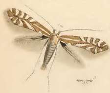 Image of Bucculatrix quinquenotella Chambers 1875