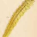 Image of Bucculatrix quinquenotella Chambers 1875