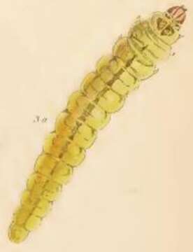 Image of Bucculatrix quinquenotella Chambers 1875