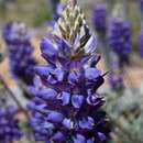 Image of crowded lupine