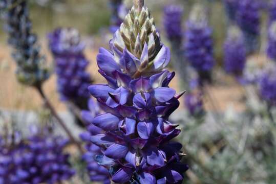 Image of crowded lupine