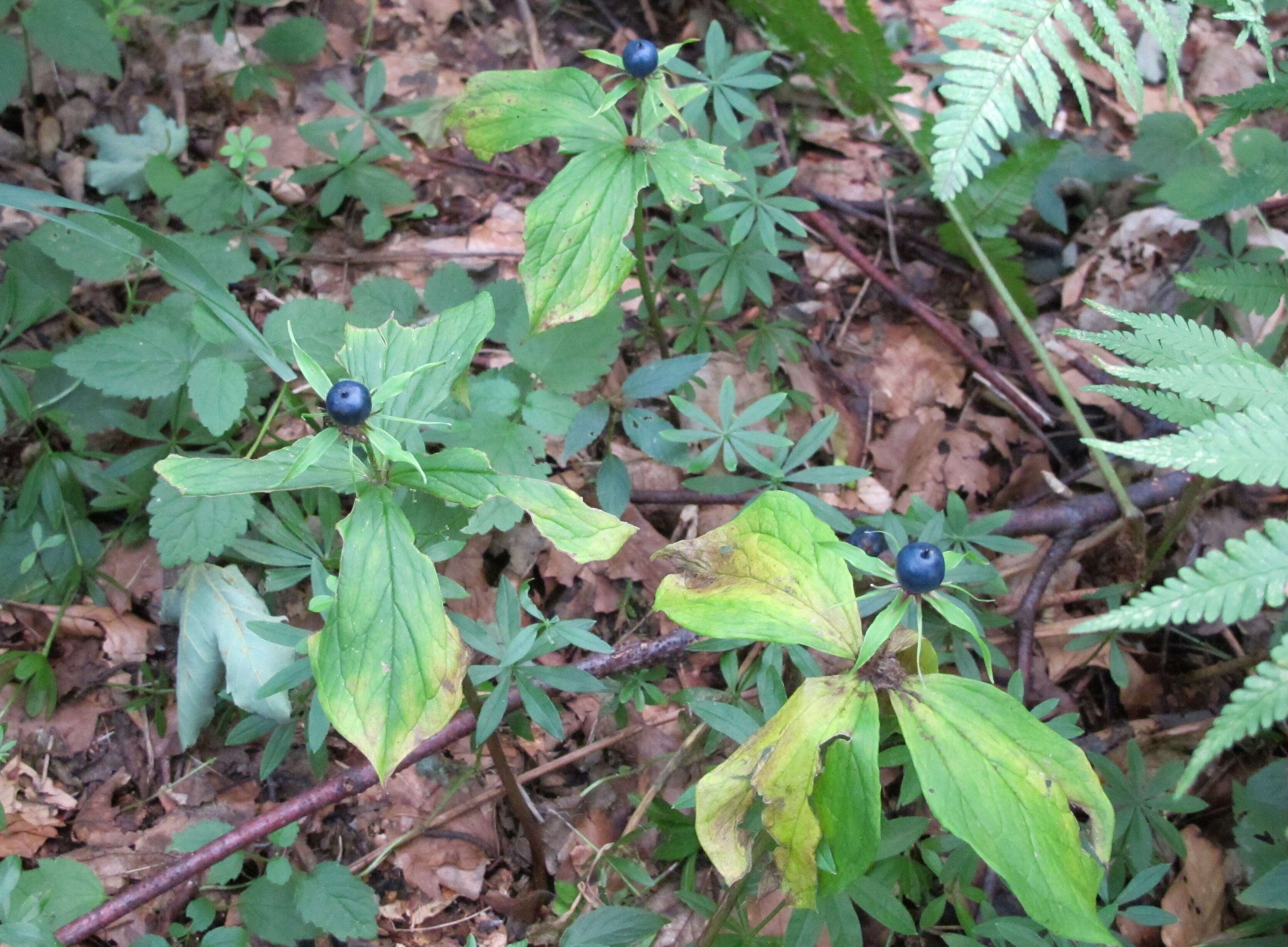 Image of herb Paris