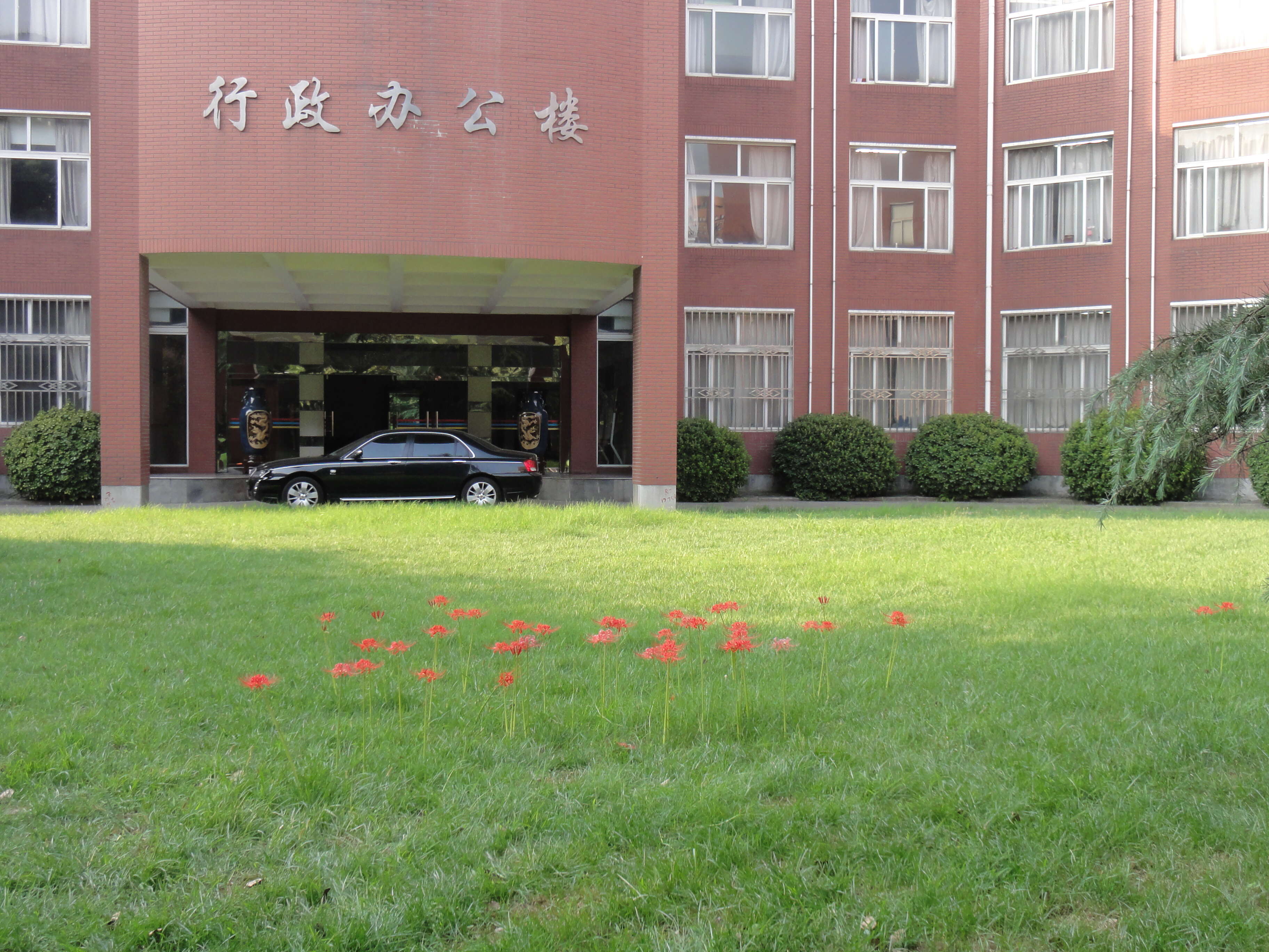 Image of red spider lily