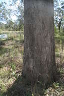 Imagem de Eucalyptus moluccana Roxb.