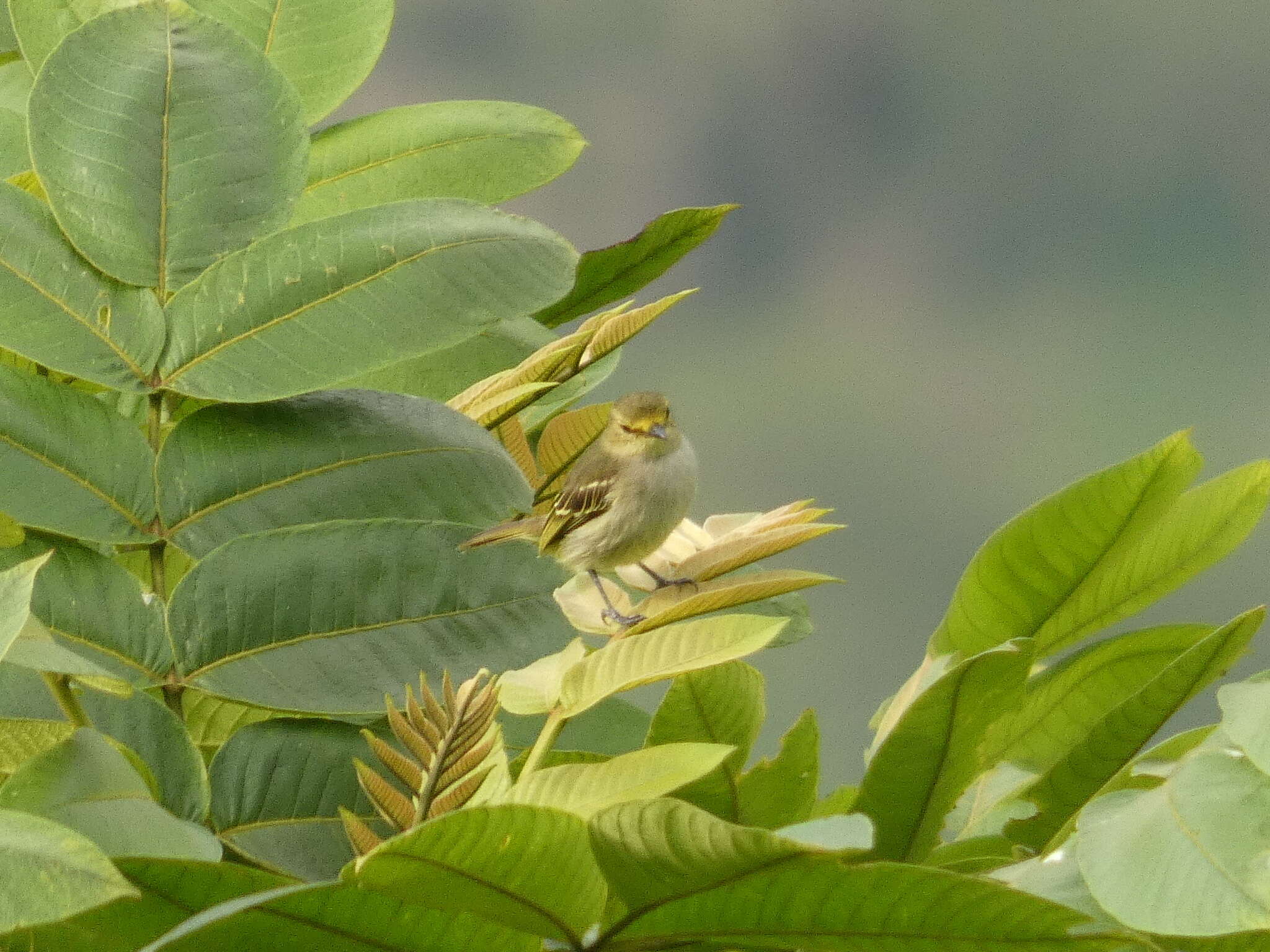 Image of Golden-faced Tyrannulet