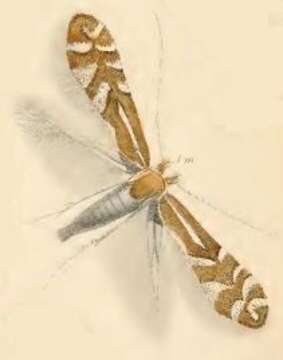 صورة Phyllonorycter lantanella (Schrank 1802)