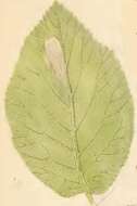 صورة Phyllonorycter lantanella (Schrank 1802)