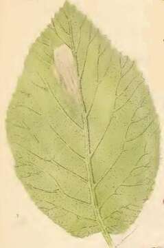 صورة Phyllonorycter lantanella (Schrank 1802)