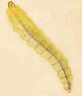 صورة Phyllonorycter lantanella (Schrank 1802)