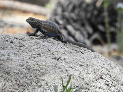 Image of Southern Sagebrush Lizard