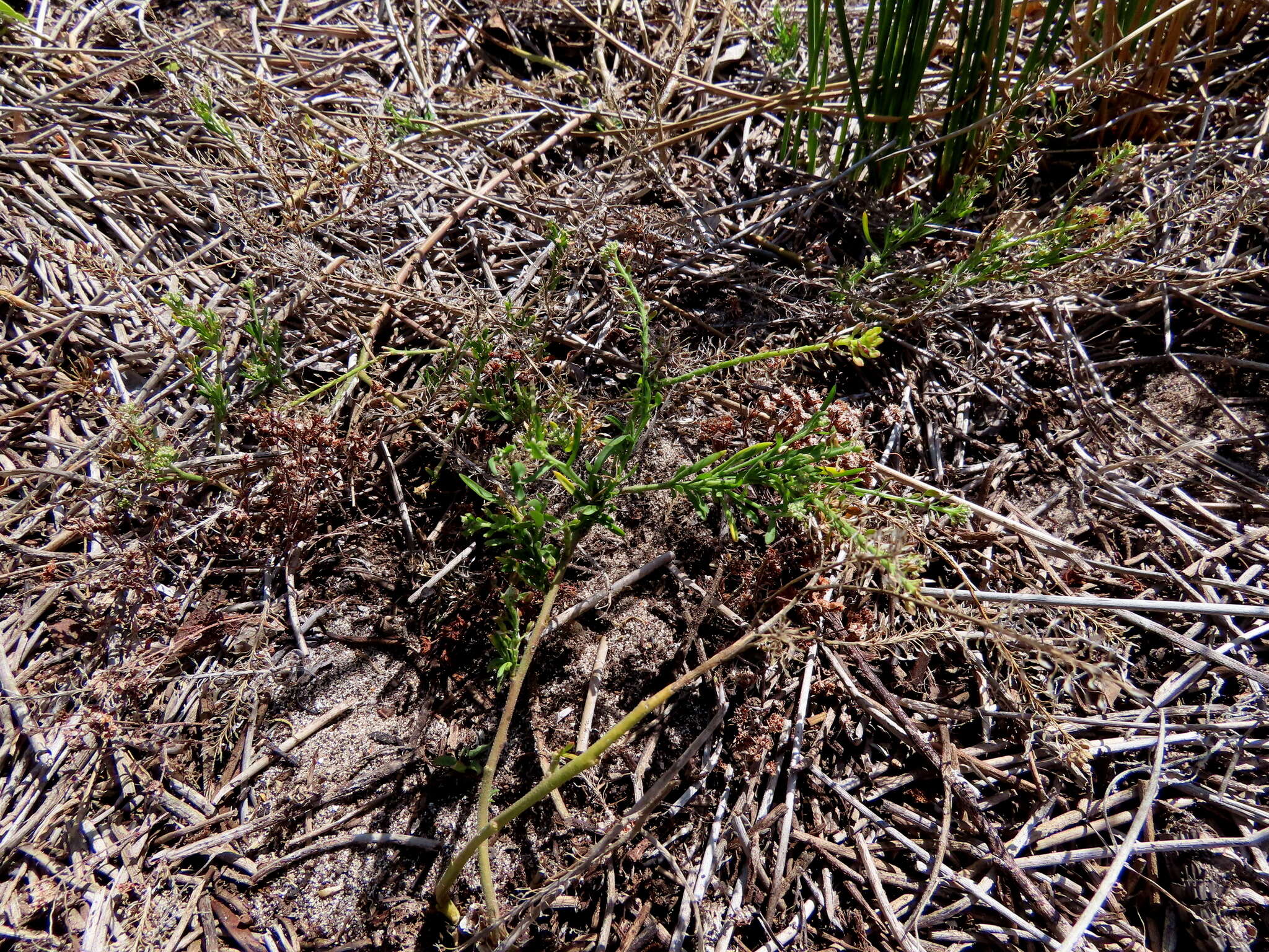 Sivun Lepidium capense Thunb. kuva