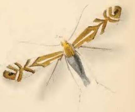 Image of Beech Midge