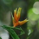 صورة Heliconia aurantiaca Verschaff.