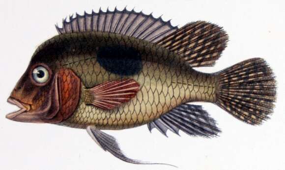 Image of Pearl cichlid