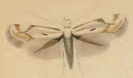 Image of Elachista utonella Frey 1856