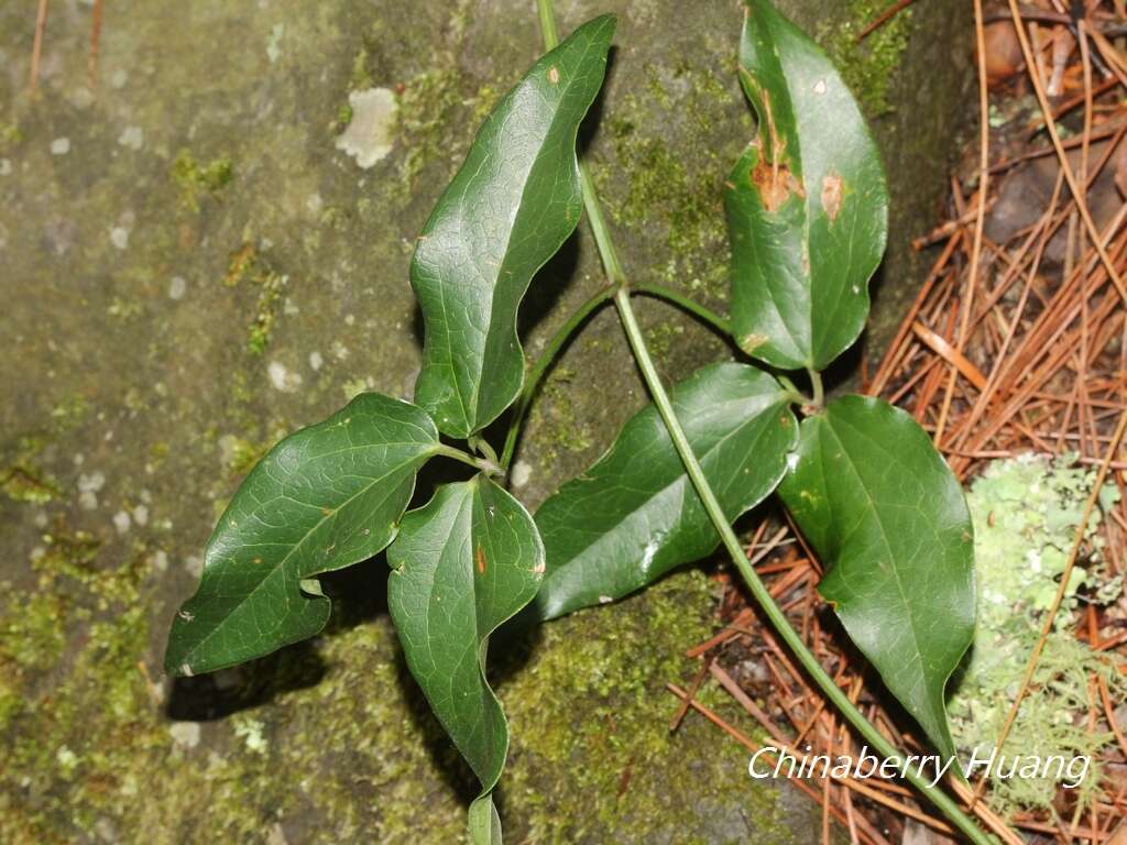 Plancia ëd Clematis meyeniana Walp.