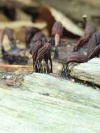 Image of Stemonitis axifera