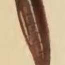 Image of Elachista subnigrella Douglas