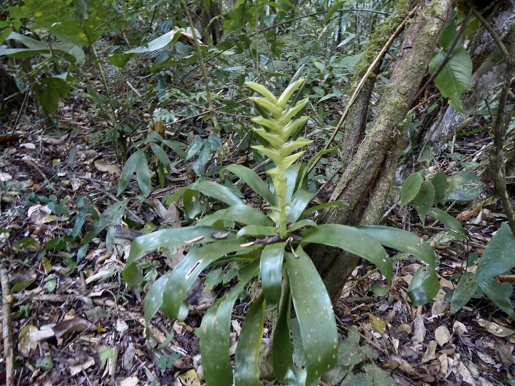 Vriesea heliconioides (Kunth) Hook. ex Walp.的圖片