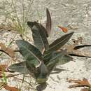 Image of pinewoods milkweed