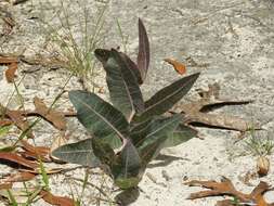 Image of pinewoods milkweed