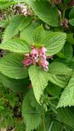 Image of Lamium orvala L.