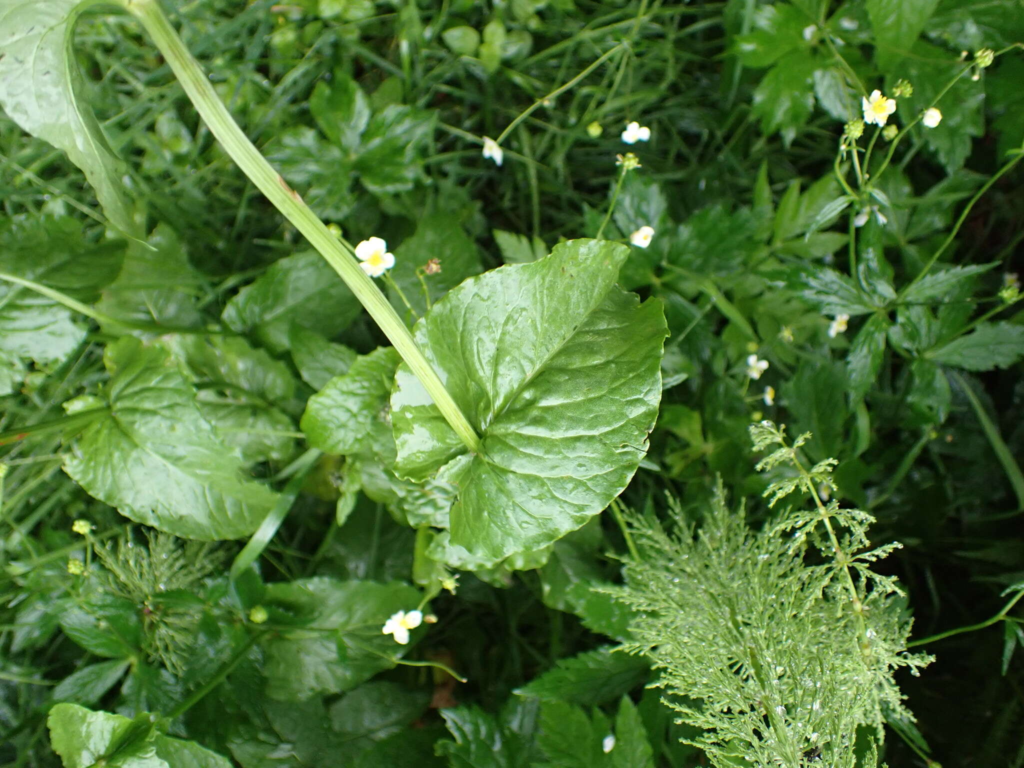 Image of Rumex arifolius All.