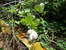 صورة Aristolochia elegans Mast.