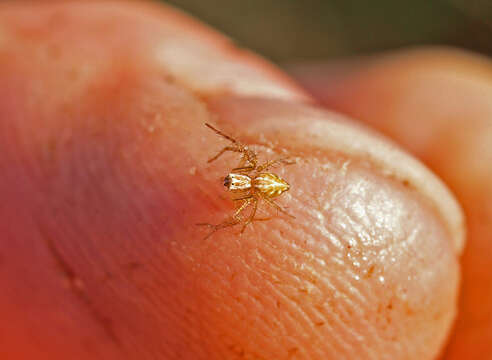 Image of Oxyopes gracilipes (White 1849)