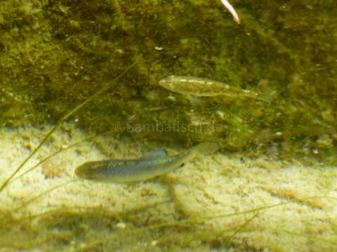 Image of Quitobaquito pupfish