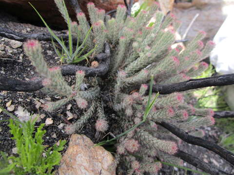 Image of Erica strigilifolia var. strigilifolia