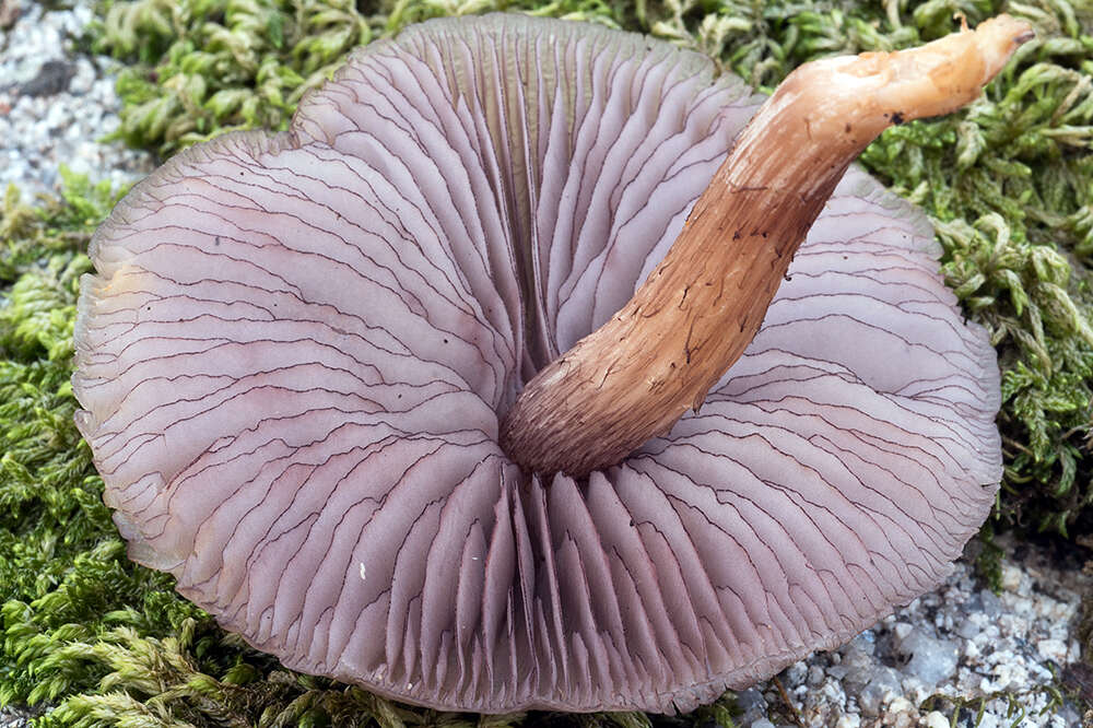 Mycena pelianthina (Fr.) Quél. 1872 resmi