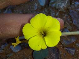 Sivun Oxalis magnifolia Dreyer, Roets & Oberl. kuva