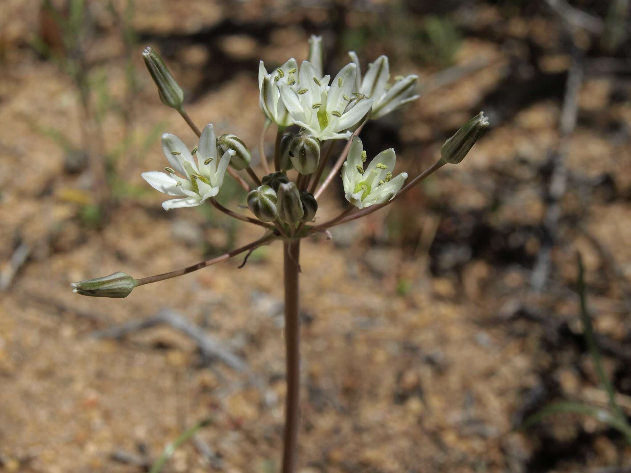 Image of inland muilla