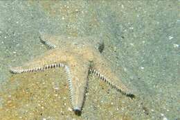 صورة Astropecten armatus Gray 1840